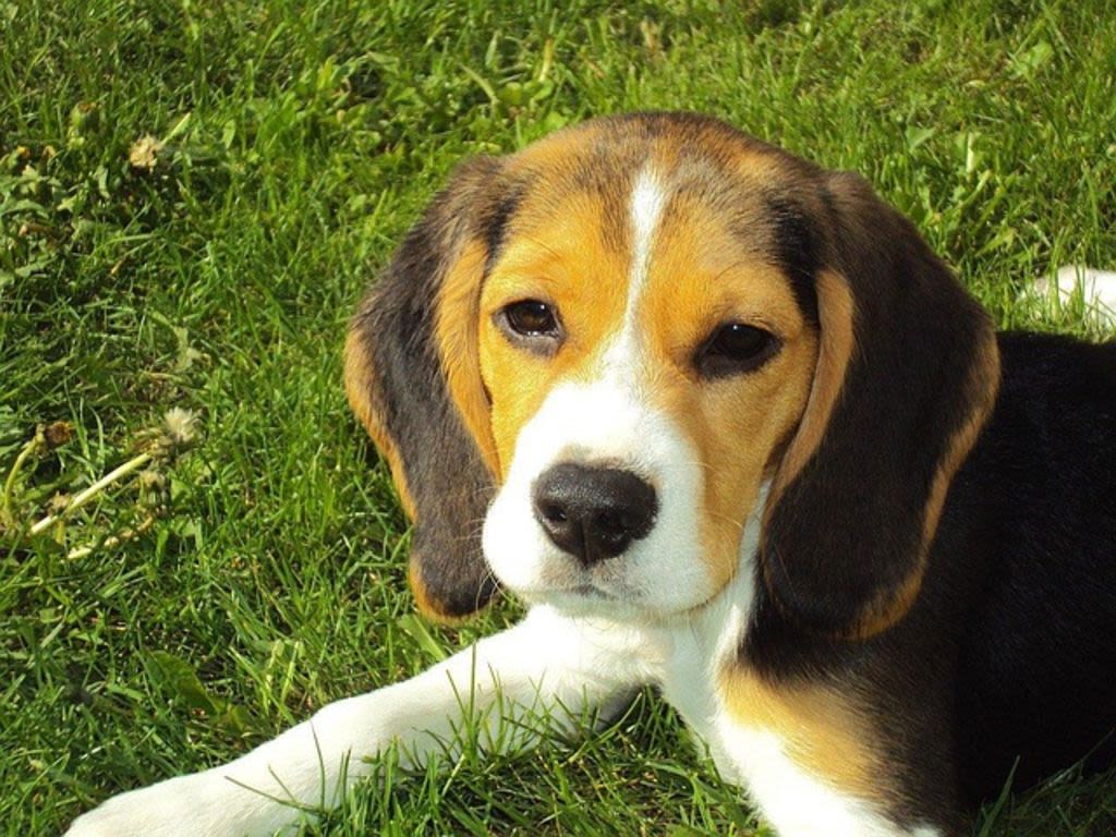 cucciolo di beagle