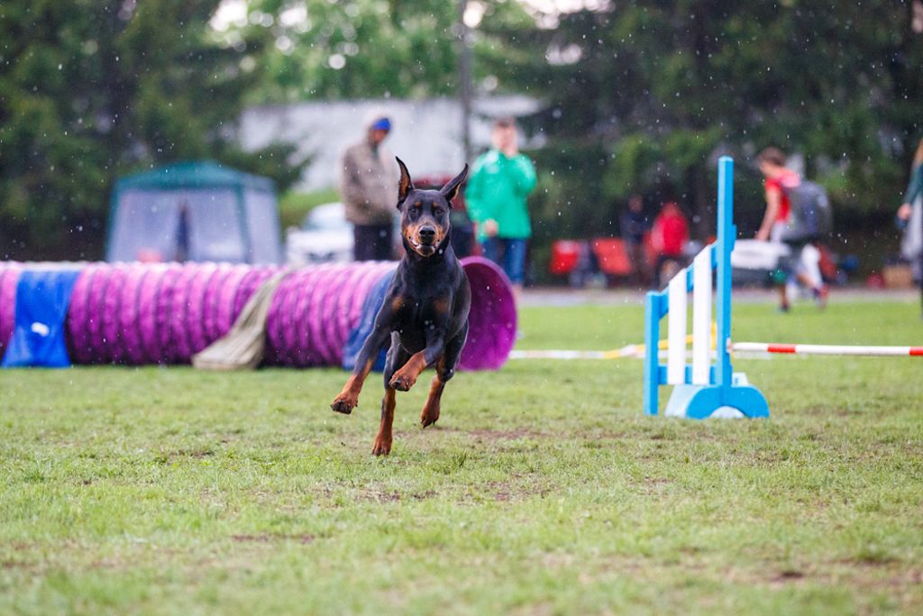 Dobermänner benötigen Beschäftigung