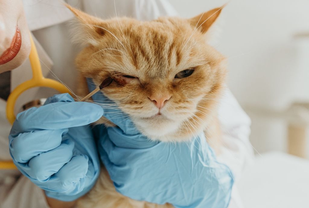 Bei schwierigen Stellen zum Tierarzt