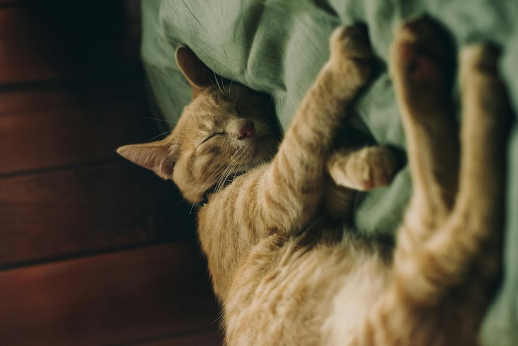 chat qui dort sur un lit