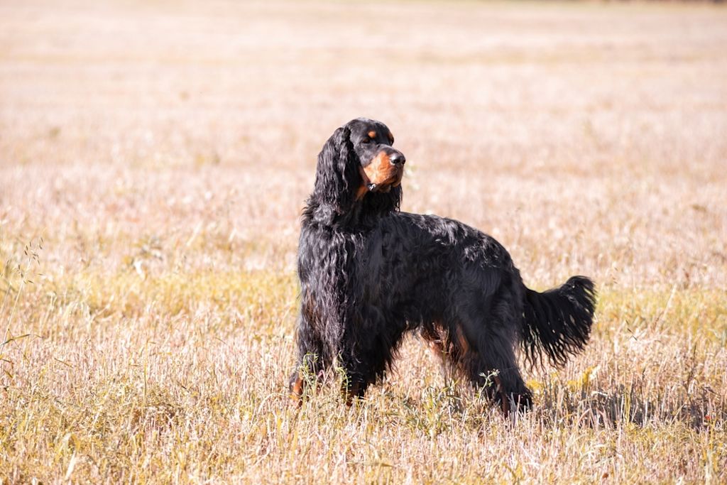 Gordon Setter scozzese
