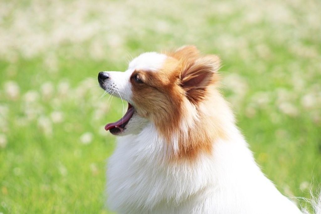 Chien spitz pomeranian