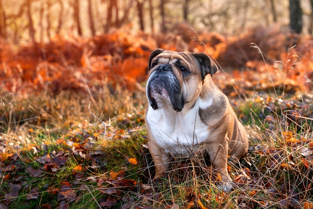Engelse Bulldog hijgt met hangende tong