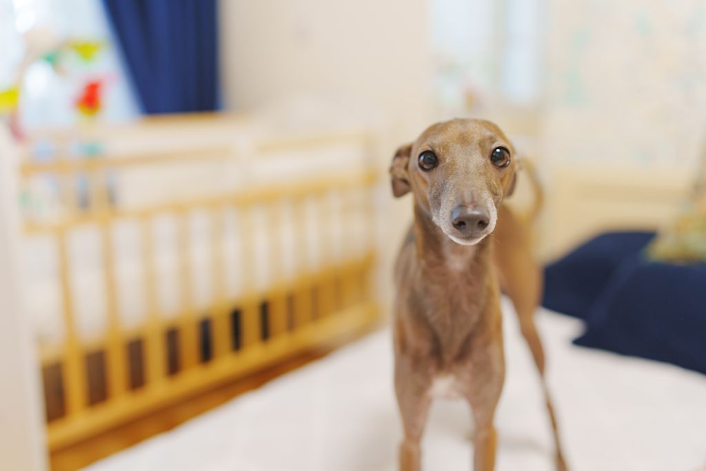 Petit Lévrier Italien