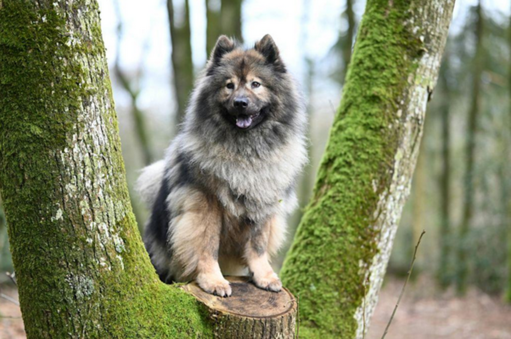 Keeshond 1