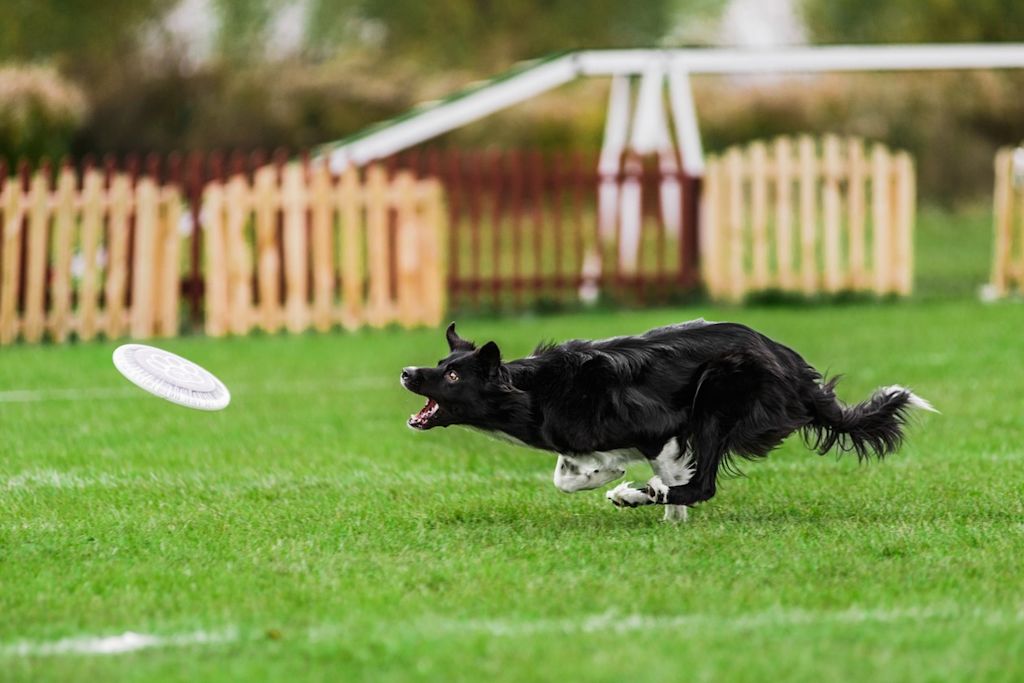 SV - border collie activité