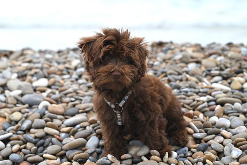 Bichon Havanais adulte