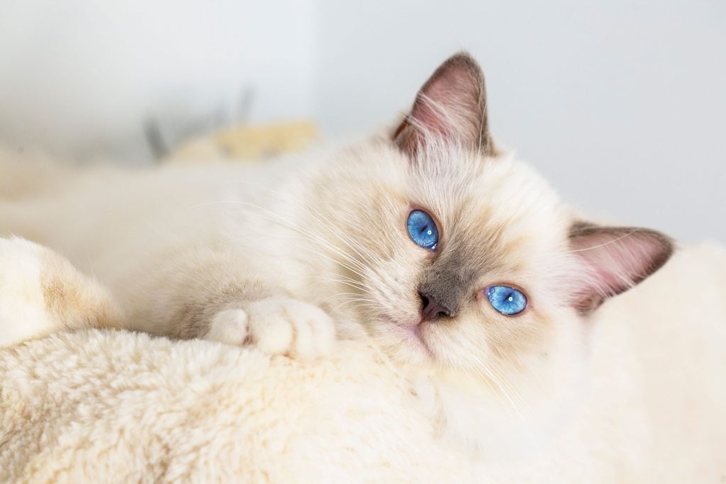 chat mignon ragdoll