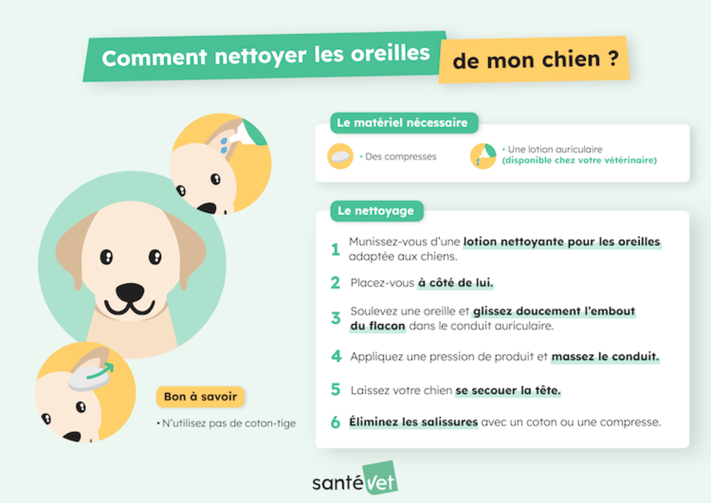 Nettoyer les oreilles du chien