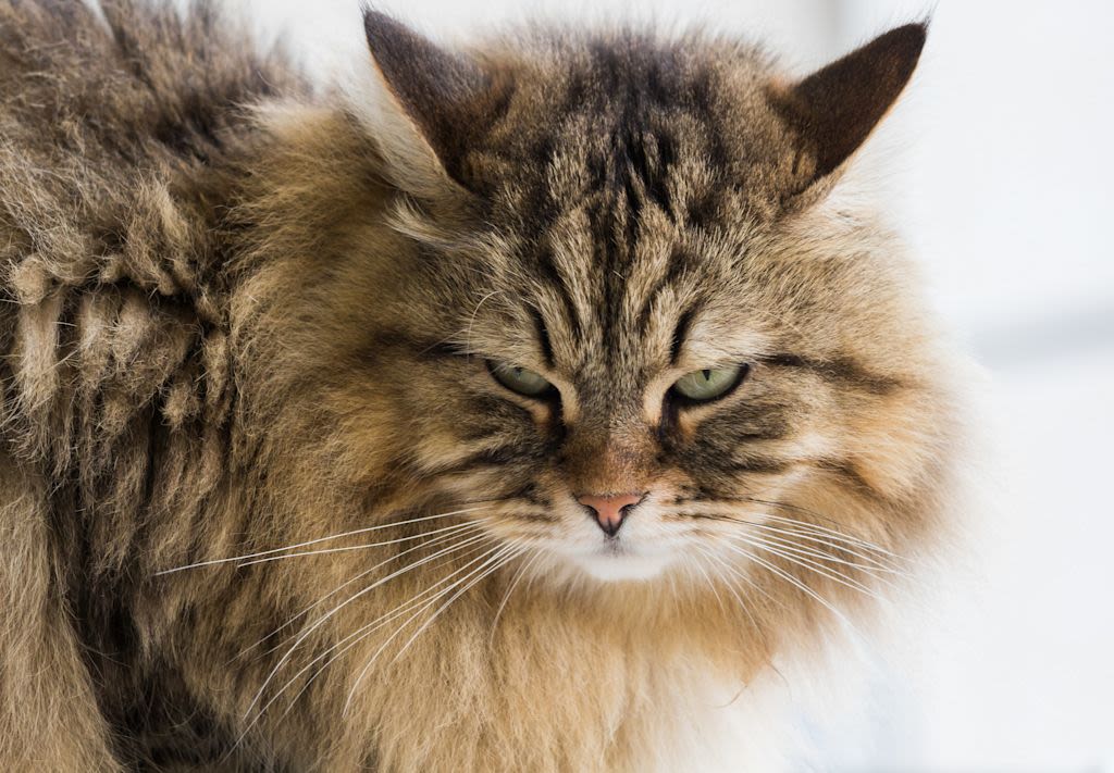 L’alimentazione del gatto siberiano