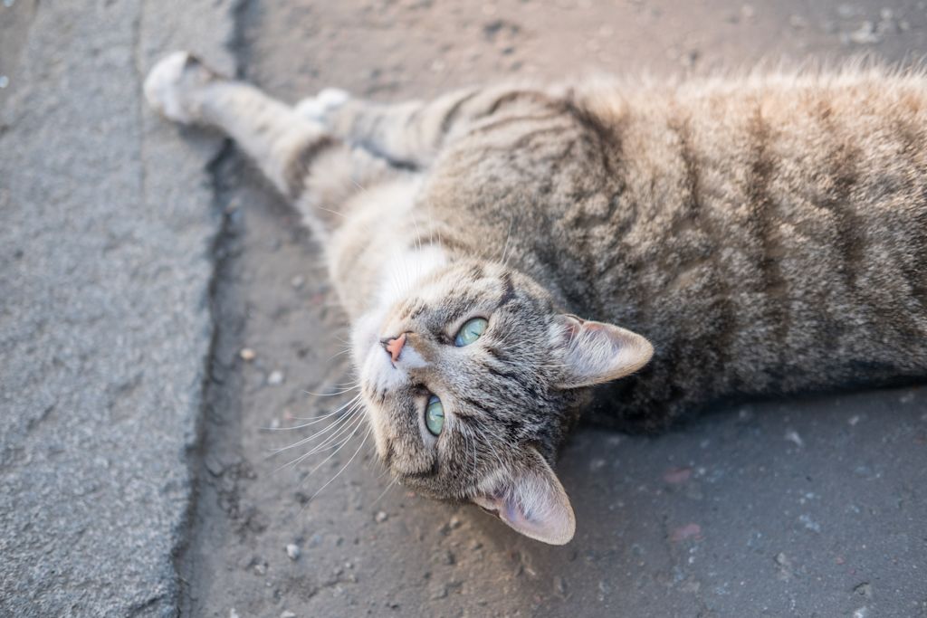 chat dans la rue