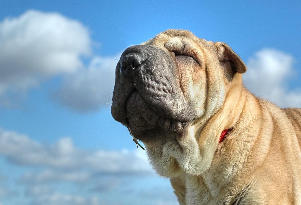 sharpei ciel bleu