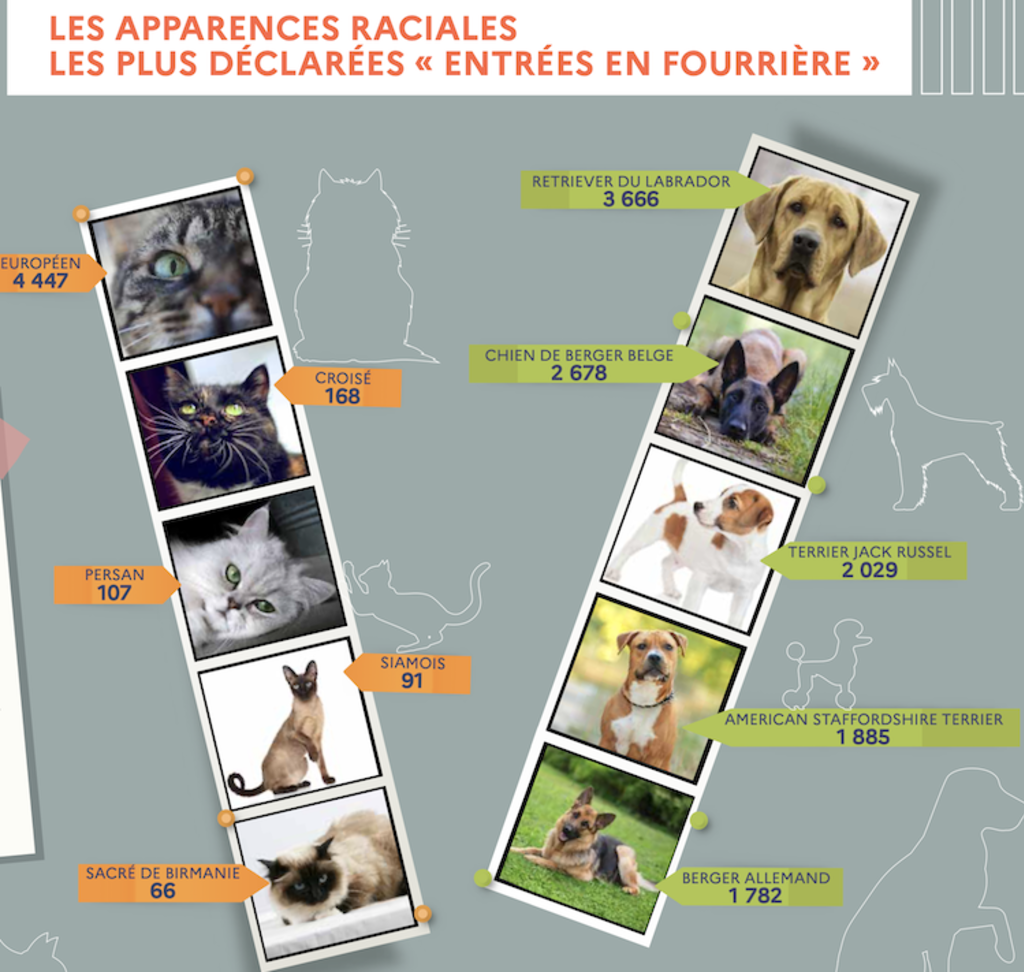 chiens_chats_perdus_2020