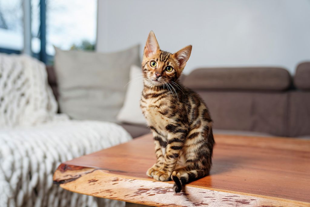 chat americain bengal