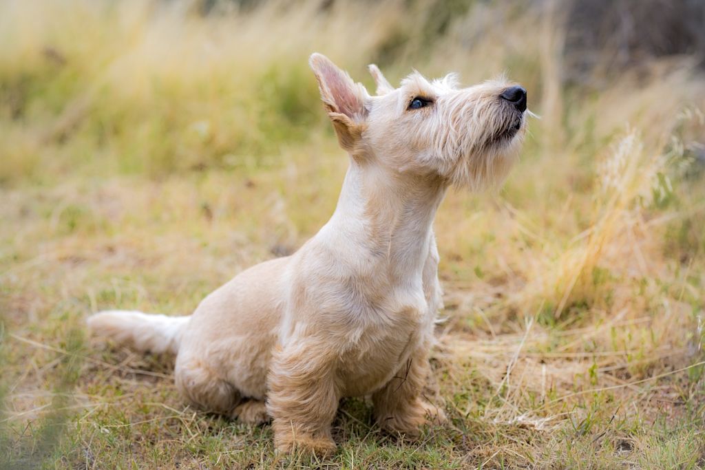 chien type schnauzer blanc dans herbe