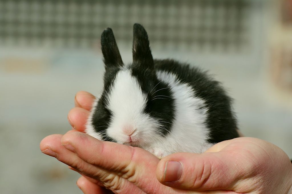 LAPIN2