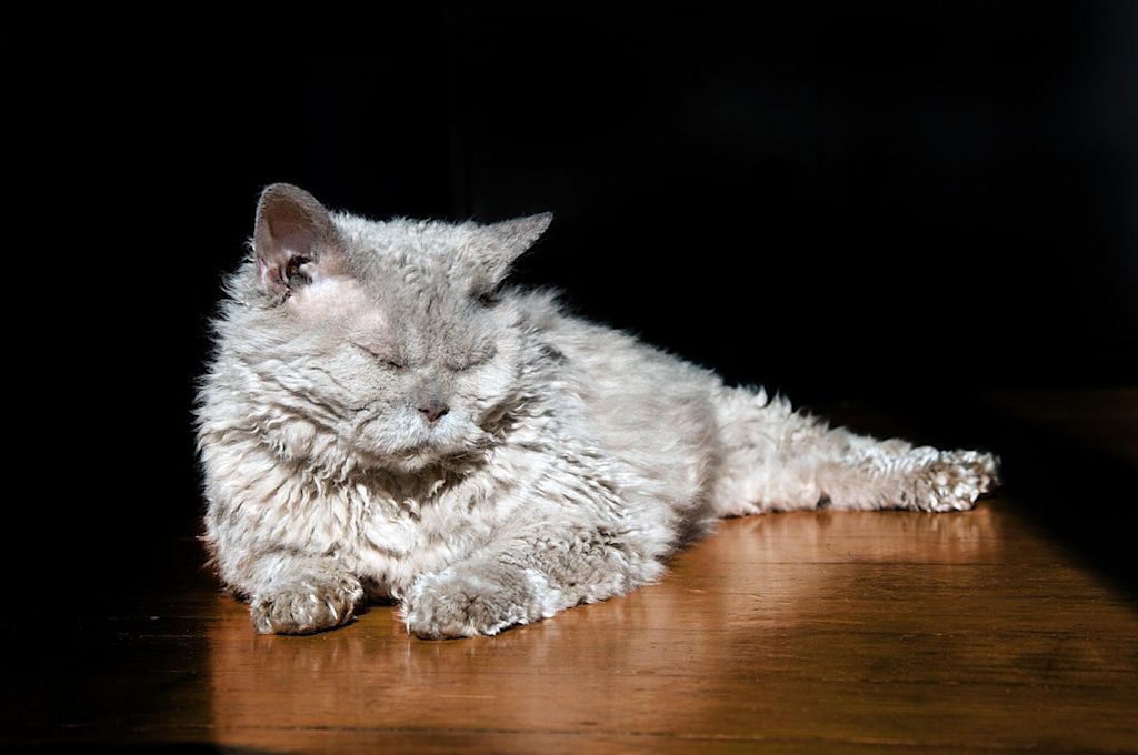 Selkirk Rex 1
