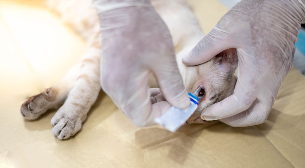 examen des yeux chez le chat