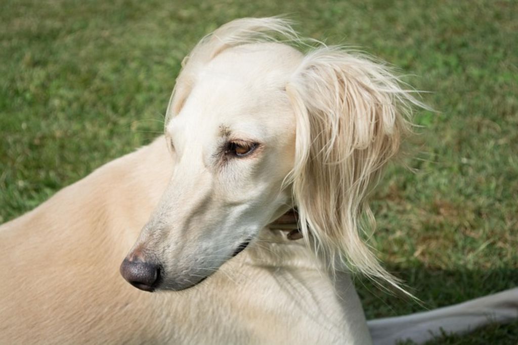 Saluki beige