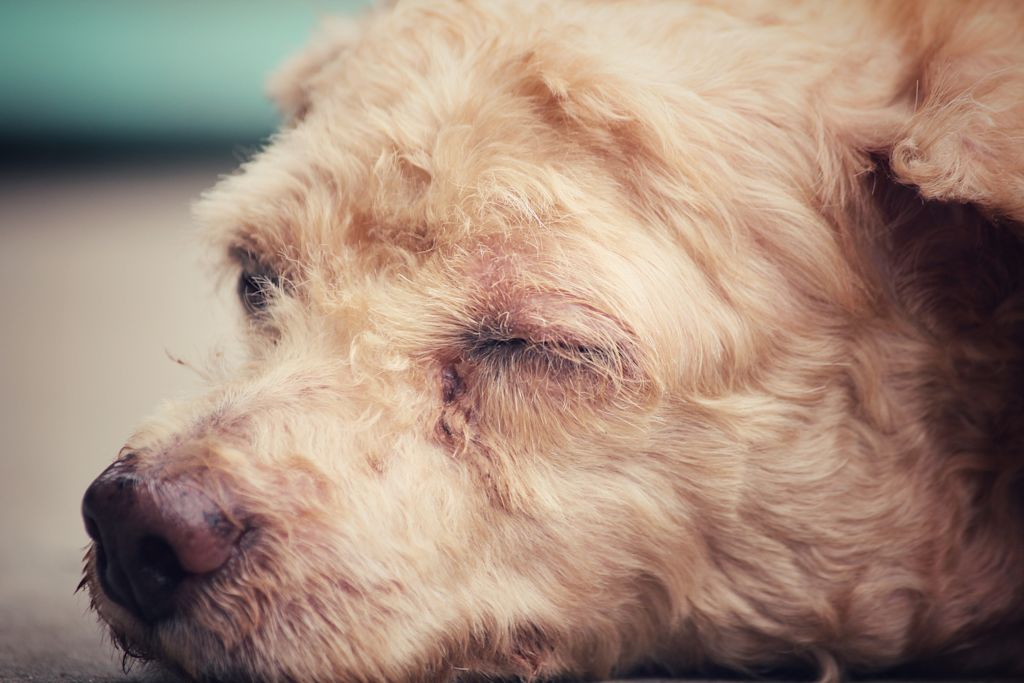 Dermatite_atopique_terrier