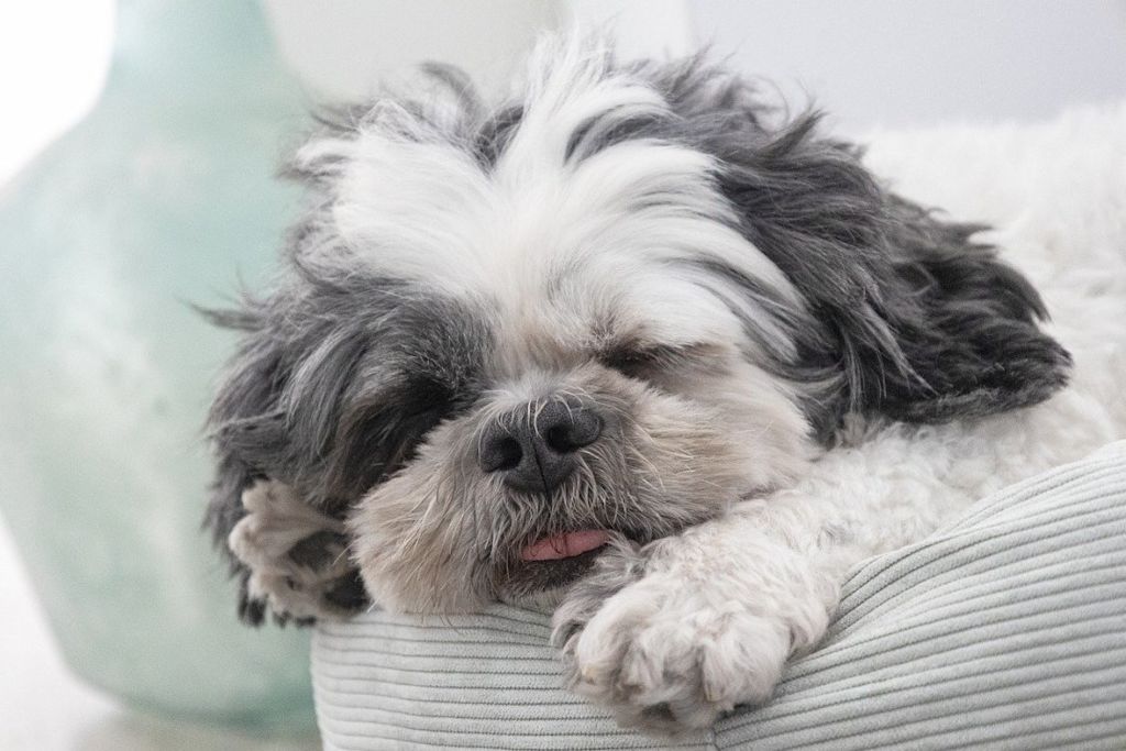 shih tzu qui dort
