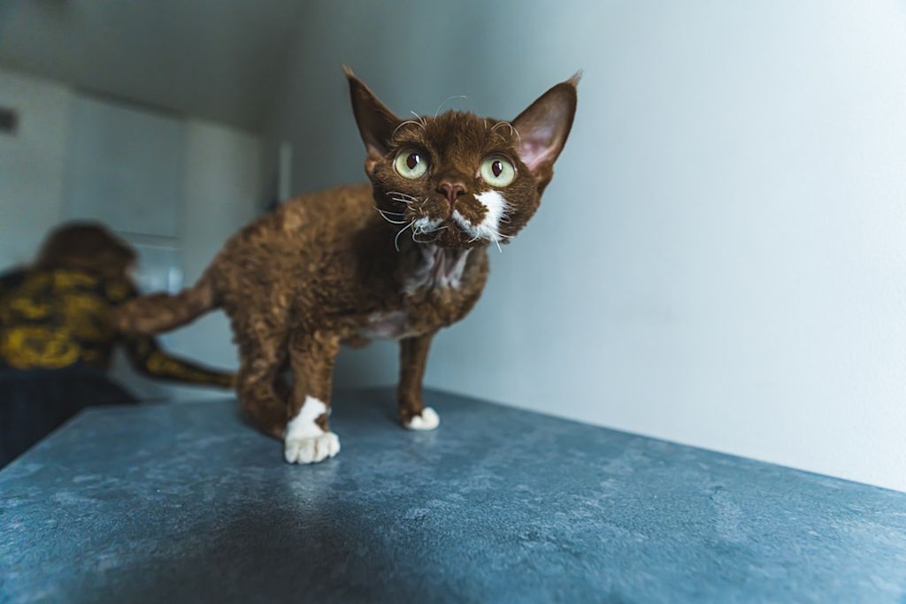 Devon Rex de face