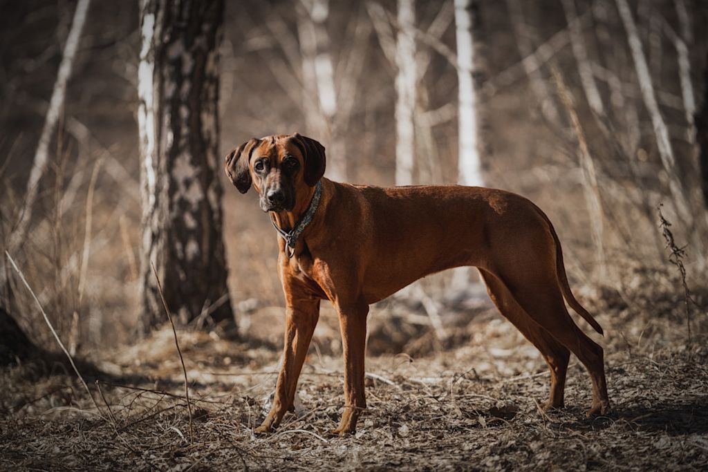 Rhodesian Ridgeback