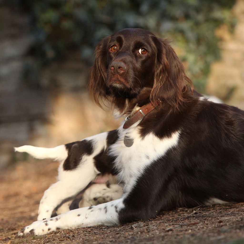 munsterlander et son chiot