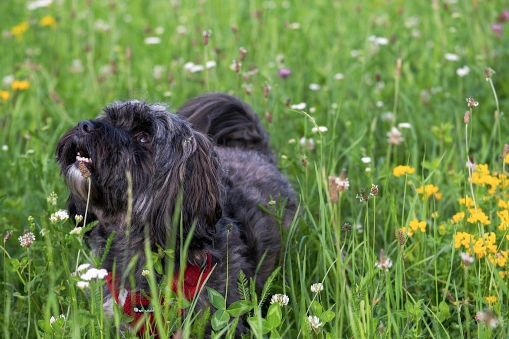 Chien dans un champs