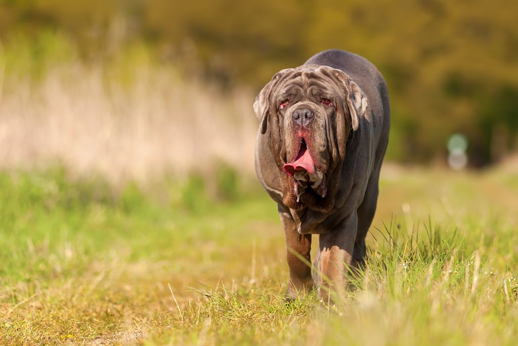Mastiff de Naples