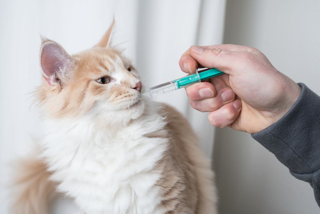 chat et pipette