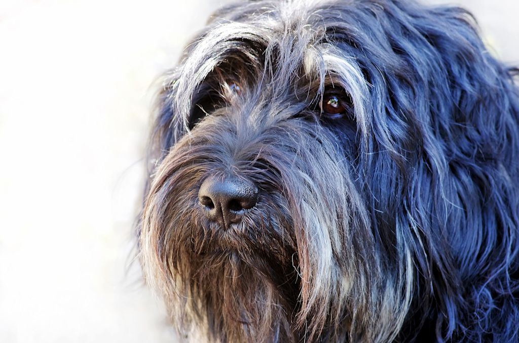 portrait du berger portugais