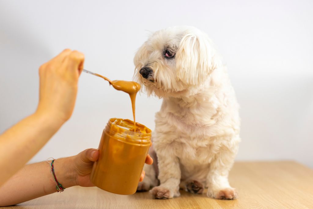cane con burro di arachidi
