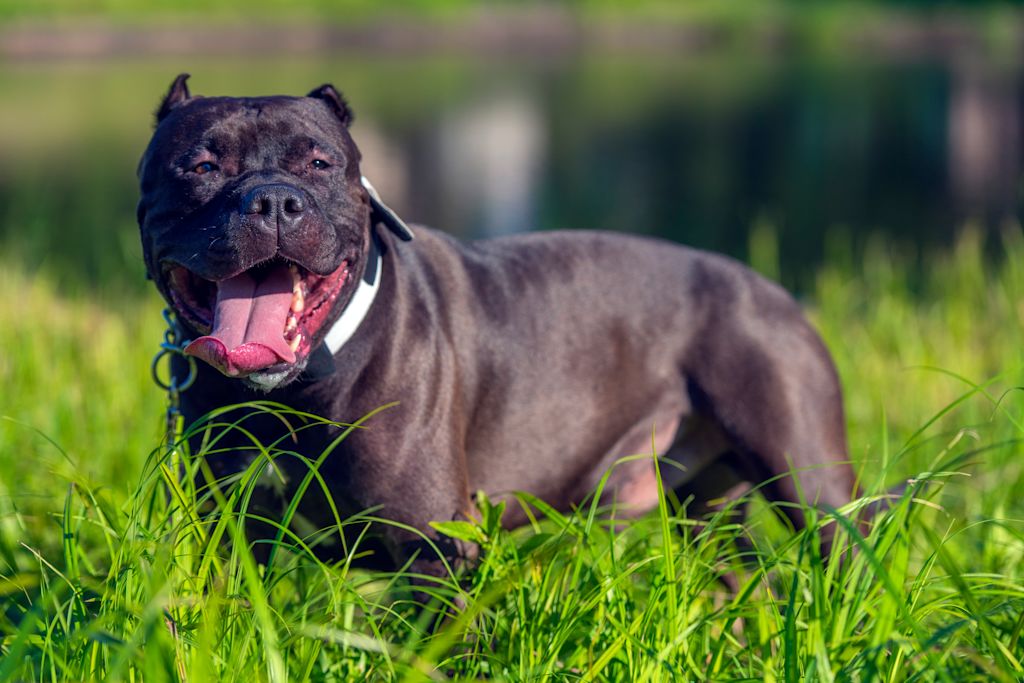 American Bully adulte