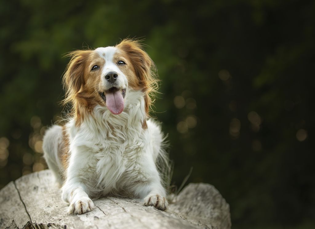 chien kooikerhondje