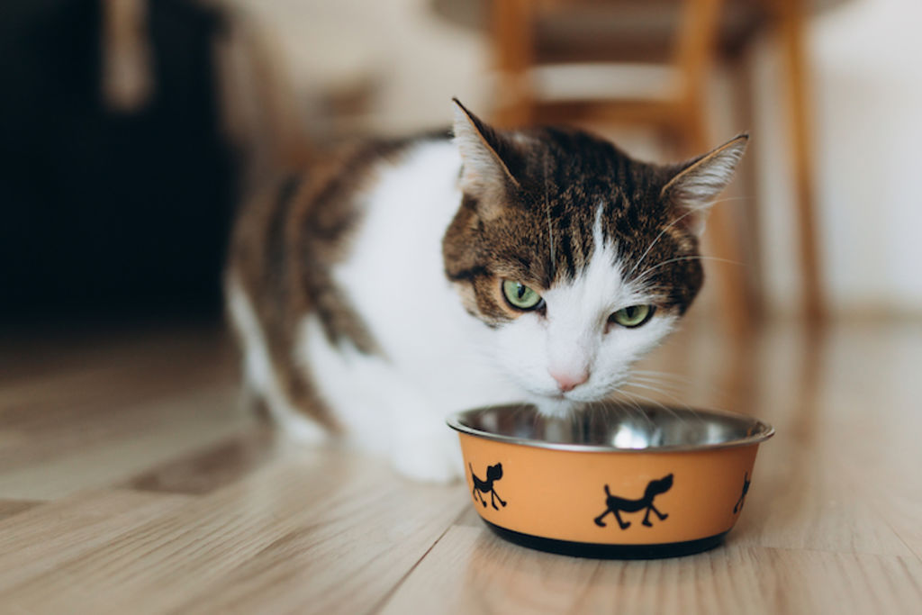 sterilisation et obesite chat