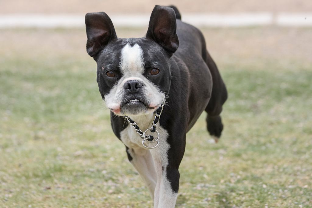 course du boston terrier