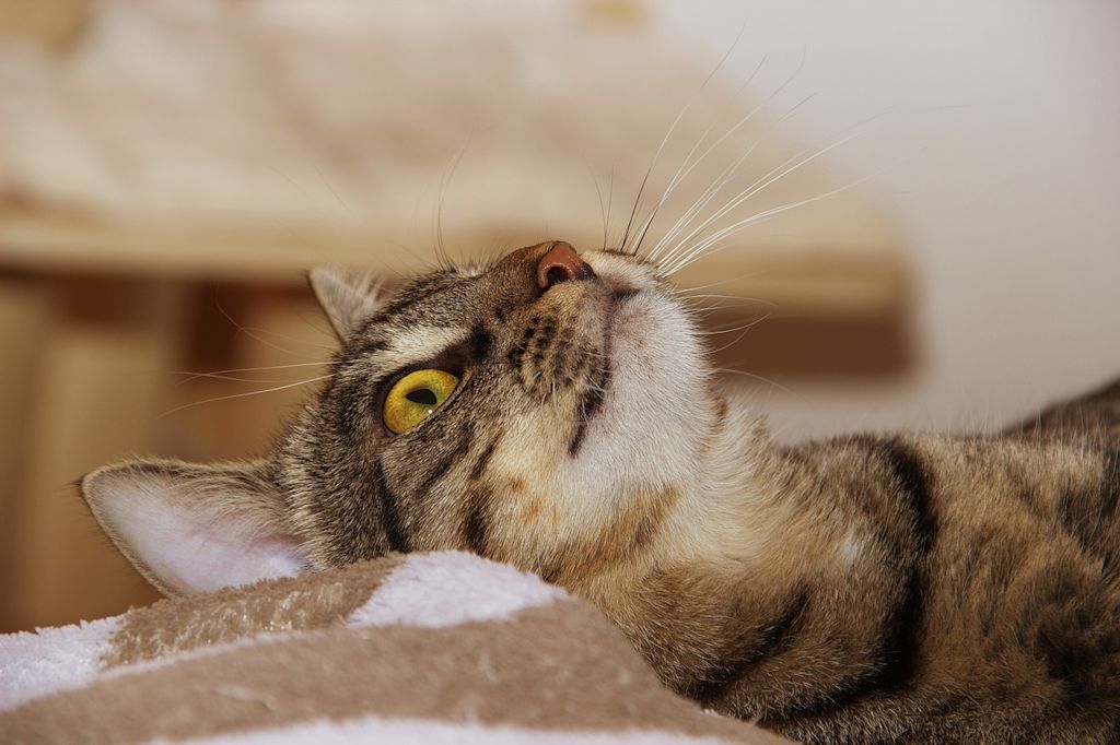 chat tigré regarde en haut