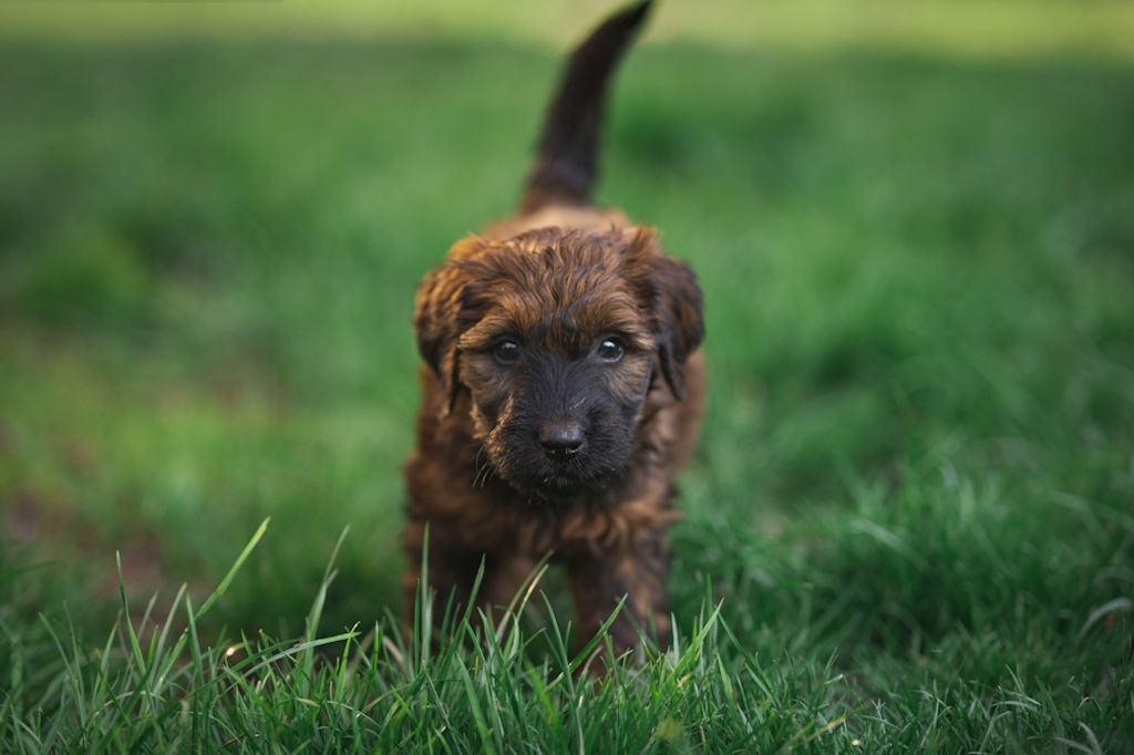 Briard puppy zit schattig in gras
