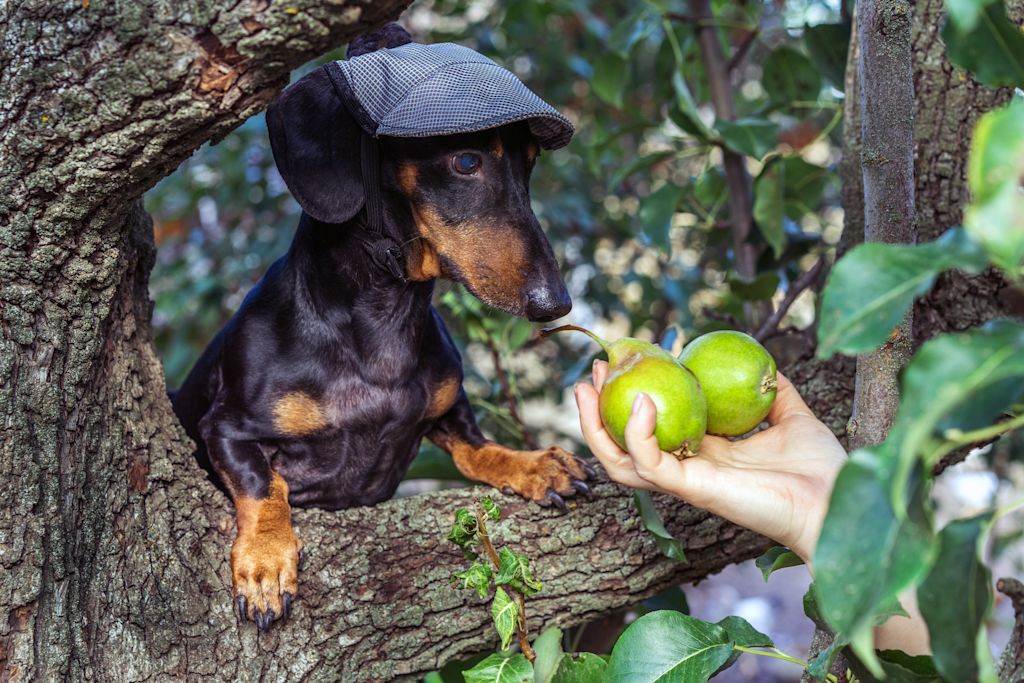 Fruit sain pour les chiens