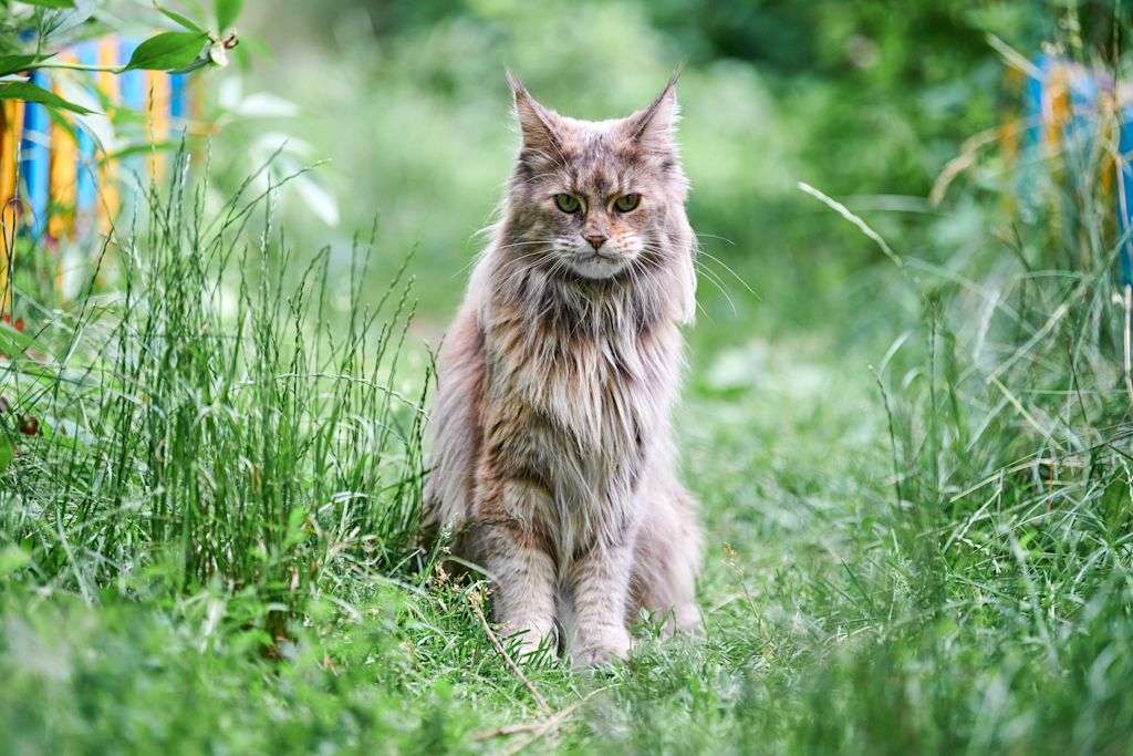 chat maine coon