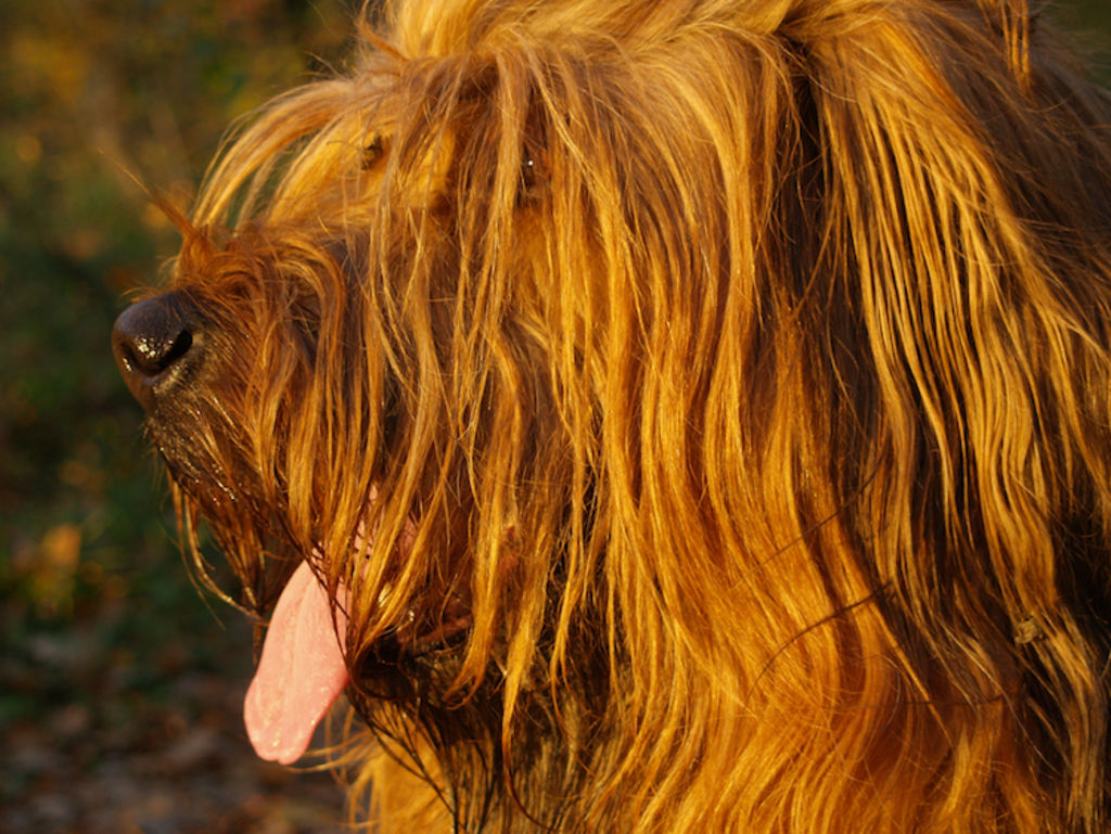 chien briard profil