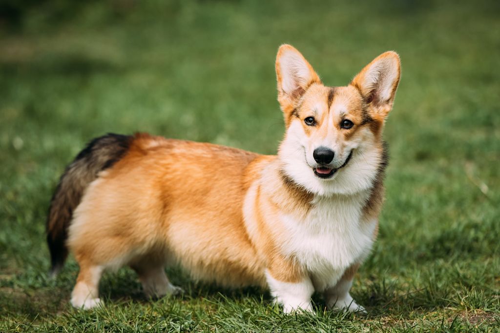 chien petite taille welsh corgi