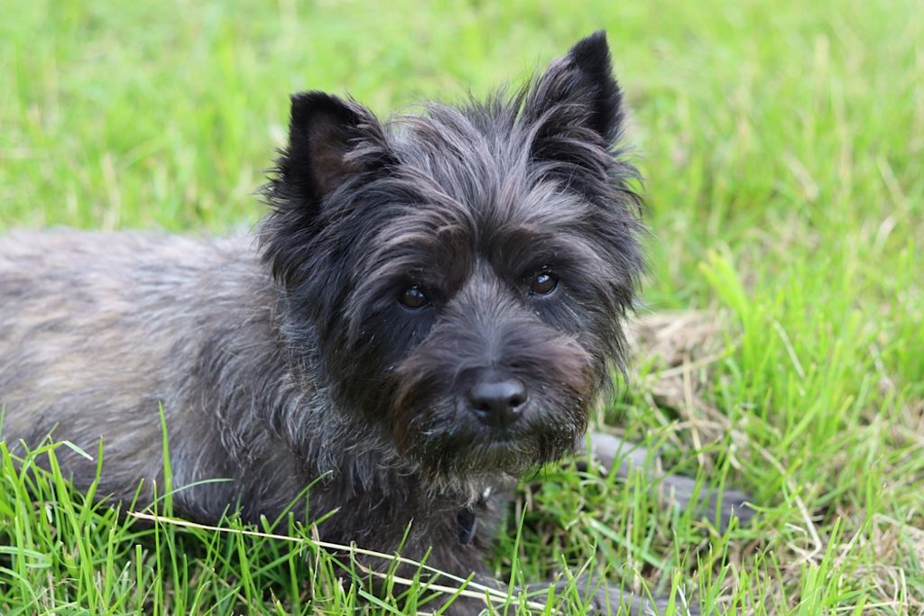Cairn Terrier staat trots in tuin