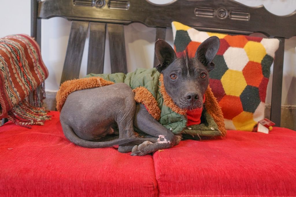 Perro sin pelo Perú