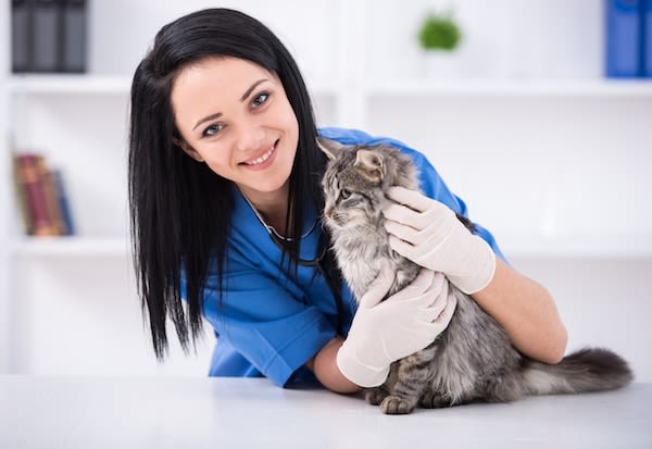 remboursement frais veterinaire assurane sante chat