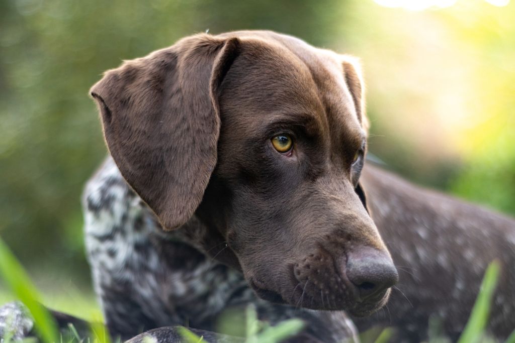Duitse Staande Korthaar staat waakzaam bij struiken