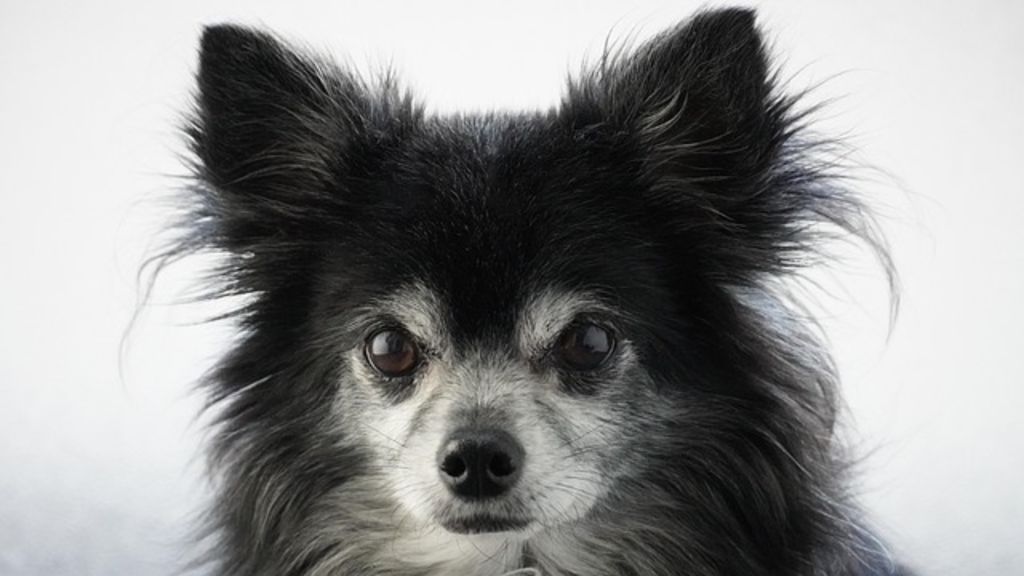 chihuahua à poil long