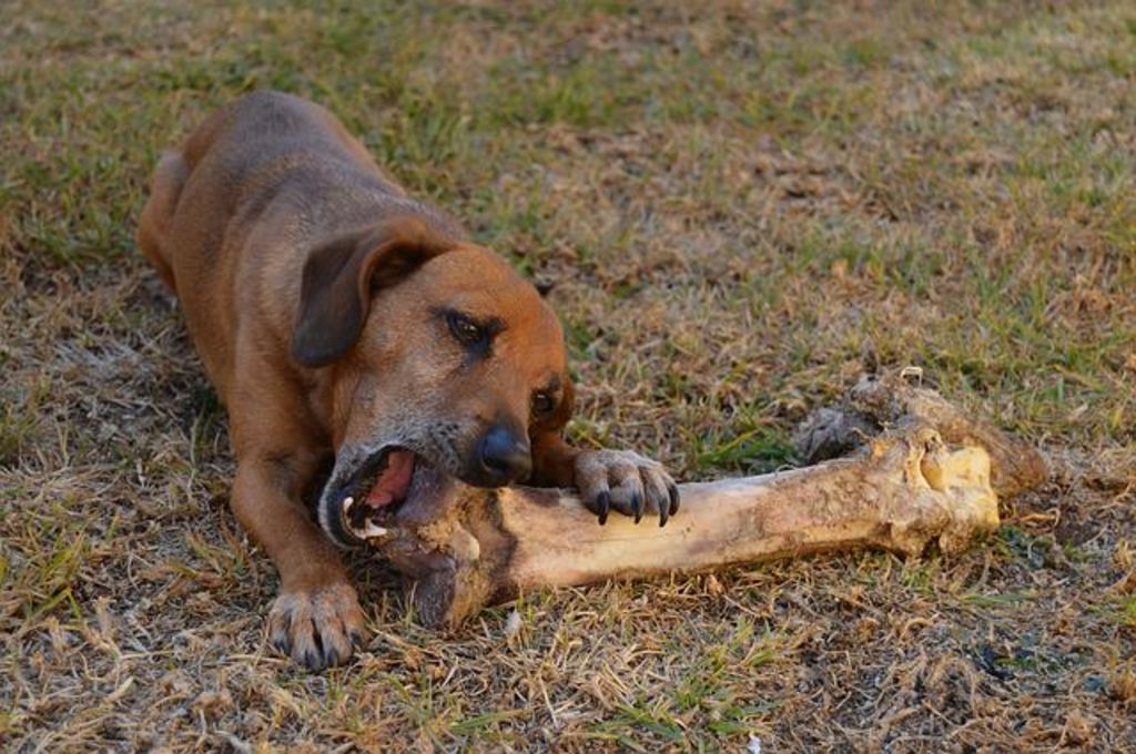 chien mange un os