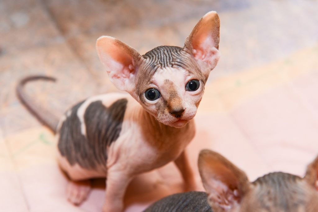 chaton exotique sphynx